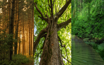 3 Types Of People We All Encounter – Are you an Abductive, Inductive or Deductive type?