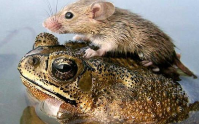 Cooperation The Shortest Distance To Achieve Goals
